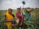 Chetna Sinha, inde, mann deshi bank, banque des femmes