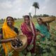 Chetna Sinha, inde, mann deshi bank, banque des femmes