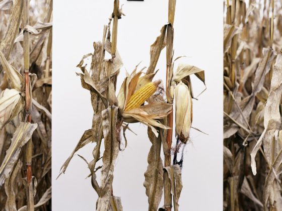 mathieu asselin, enquête photographique, monsanto, livre