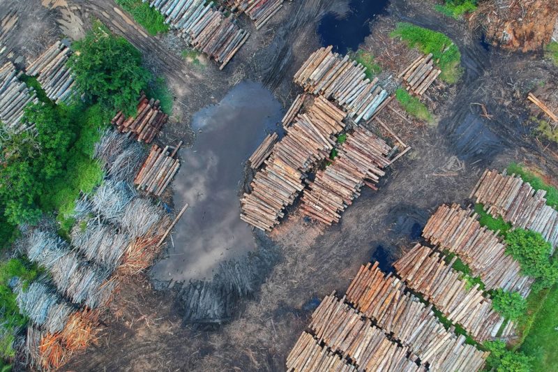 déforestation dans le monde, cultures
