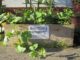 incredible edible, potagers gratuits, les incroyables comestibles