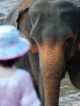 éléphants, protection, protéger, sri lanka, plastique