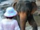 éléphants, protection, protéger, sri lanka, plastique