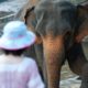 éléphants, protection, protéger, sri lanka, plastique