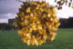 artiste, paysage, nature, andy goldsworthy, goldsworthy