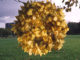 artiste, paysage, nature, andy goldsworthy, goldsworthy