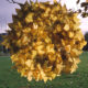 artiste, paysage, nature, andy goldsworthy, goldsworthy